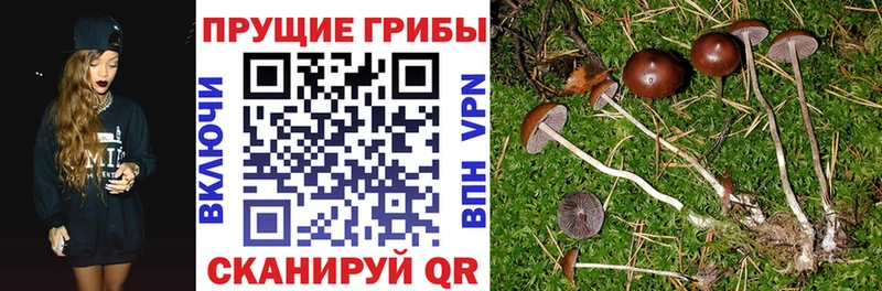 магазин    Электрогорск  hydra ТОР  Псилоцибиновые грибы Cubensis 